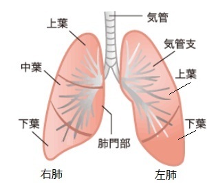 肺正面図.jpg